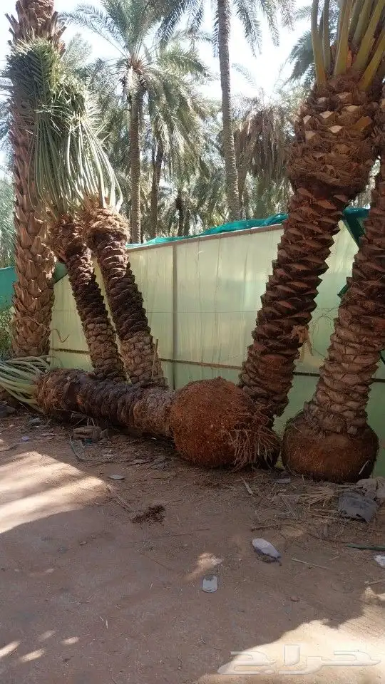 نخل واشنطني زينه _ نخل عربي ثمره 5