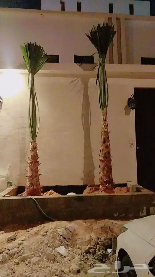 نخل واشنطني زينه _ نخل عربي ثمره 4