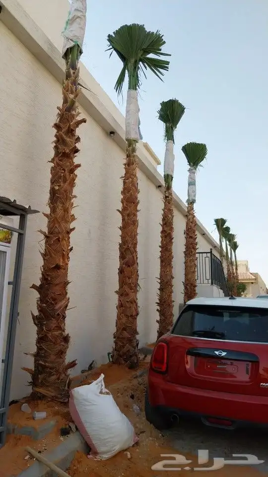 نخل واشنطني زينه _ نخل عربي ثمره 0