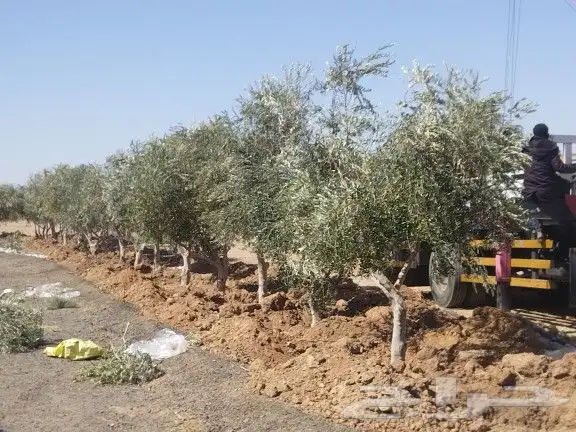 مقاول توريدنخيل وأشجار زيتون وتركيب الشبوك 1