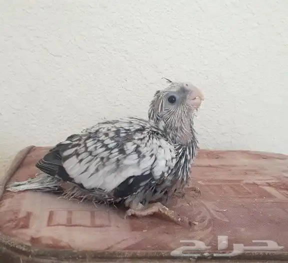 فروخ كروان غر( تم البيع ) 1