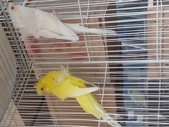 ذكور هوقو ( تم البيع ) 5