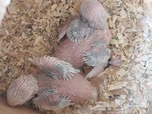 جوز روز مع فروخه 9