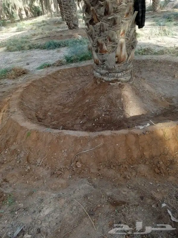 يوجد لديناء عمال متخصصون في النخيل توريد نخل بجميع أنواعه وم 1