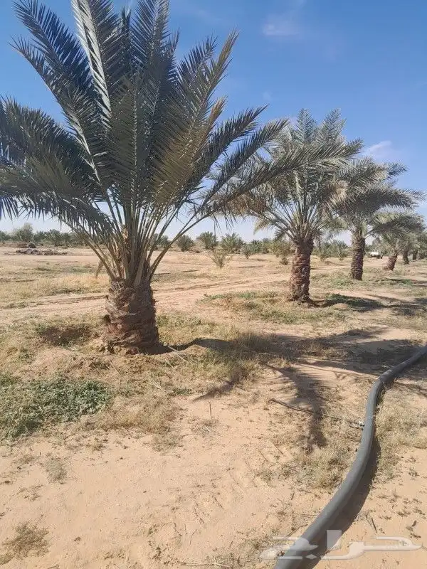 نخيل وشنطوني وعربي جميع المقاسات 8