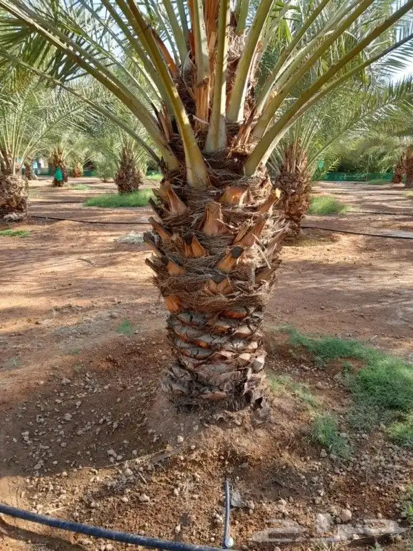 نخيل وشنطوني وعربي جميع المقاسات 11