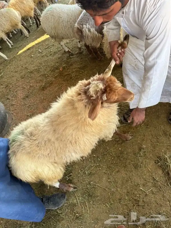 معلم مشويات خارجية مشوي شواي شواء مقلقل دوار السعادة حميس 6