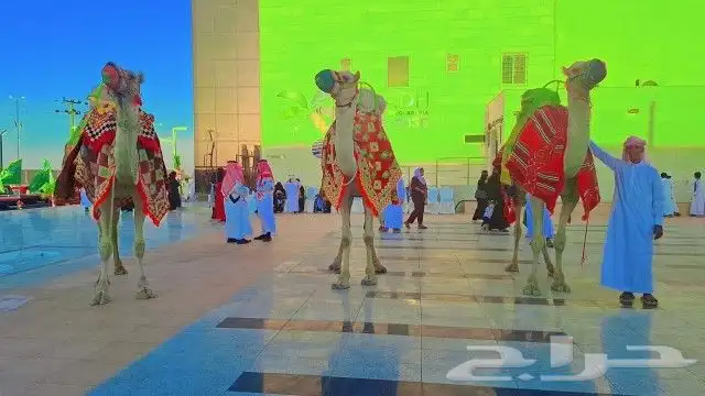 اجار جمال خيول رحول زلول راكبي بوني 3