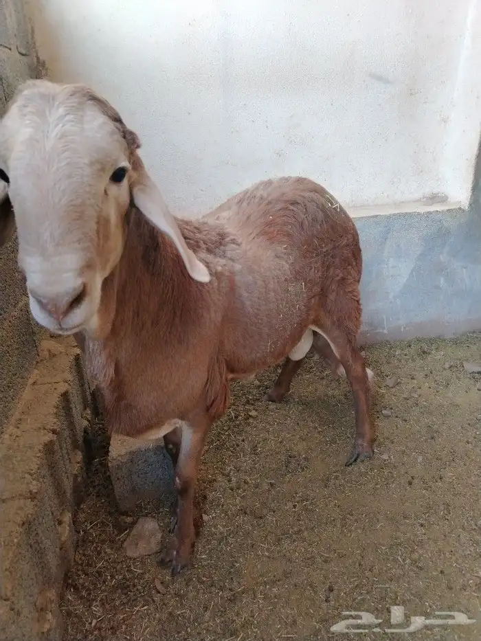 طلي سواكني خصم فل الفل شحم ولحم 7