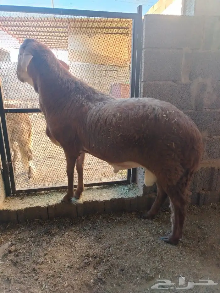 طلي سواكني خصم فل الفل شحم ولحم 1