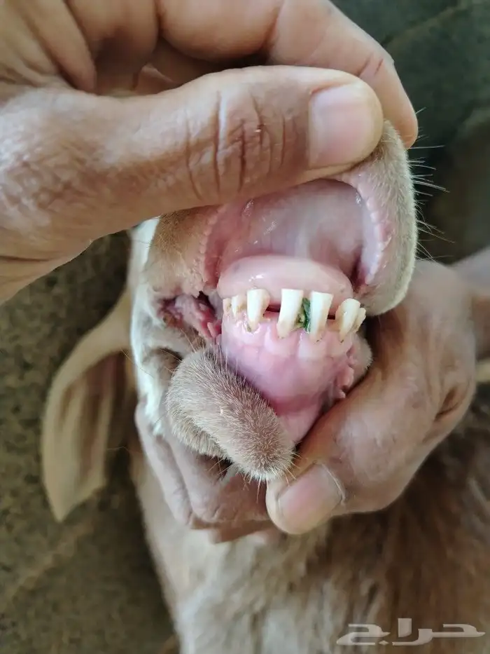 طلي سواكني خصم فل الفل شحم ولحم 9