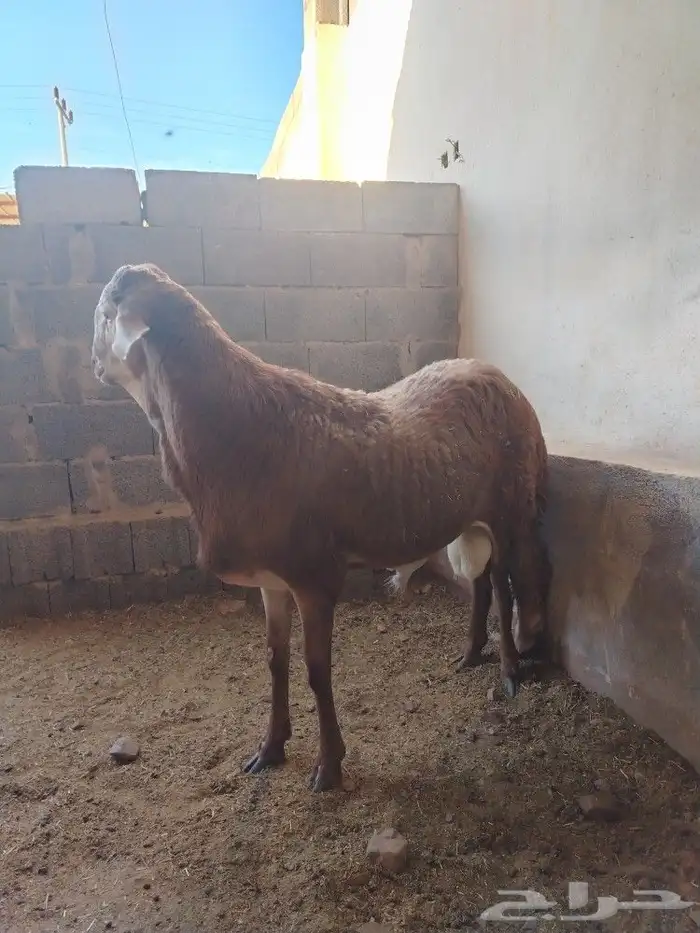 طلي سواكني خصم فل الفل شحم ولحم 5