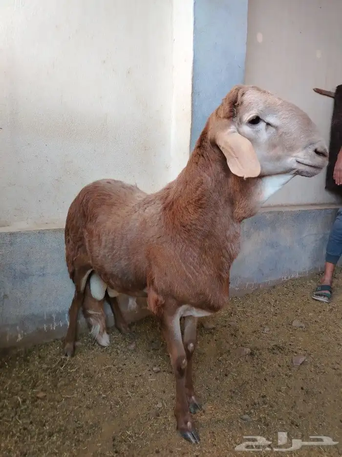 طلي سواكني خصم فل الفل شحم ولحم 3