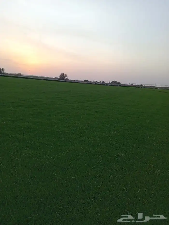 ثيل سئ 2000صافي وطبيعي الموقع الخرج 1