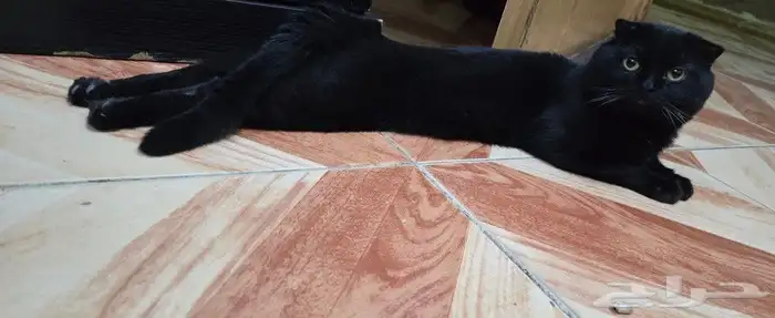 بسة سكوتش تريبل فولد ذكر للزواج أو للبيع 2