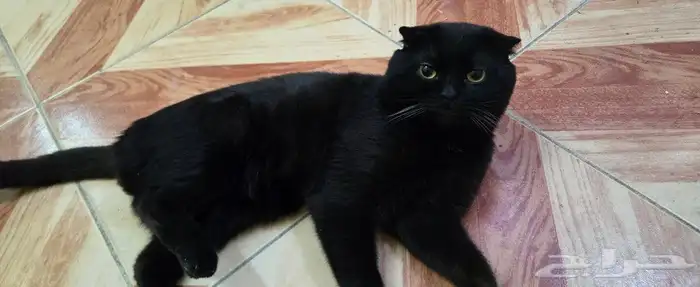 بسة سكوتش تريبل فولد ذكر للزواج أو للبيع 1