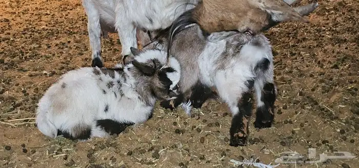 الماعز القزم او القزمي (pygmy goat ) 0