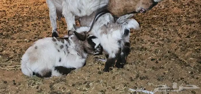 الماعز القزم او القزمي (pygmy goat ) 1