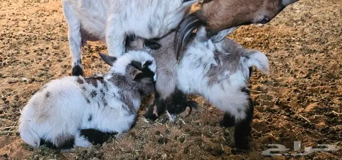 الماعز القزم او القزمي (pygmy goat ) 2