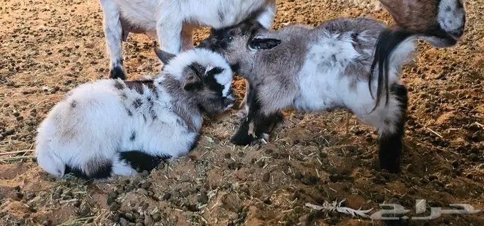 الماعز القزم او القزمي (pygmy goat ) 3