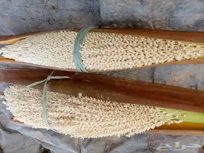 يوجد لدينا لقاح النخيل 0