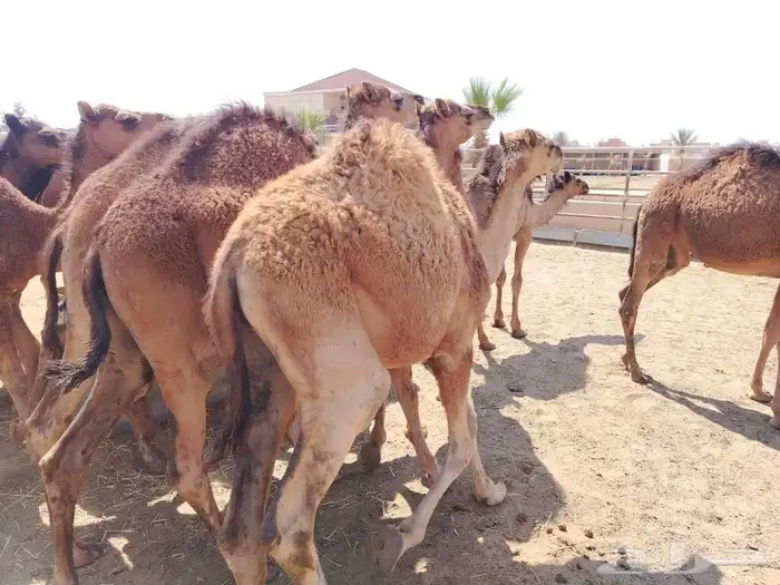 حشوان بلدي فواخر 1