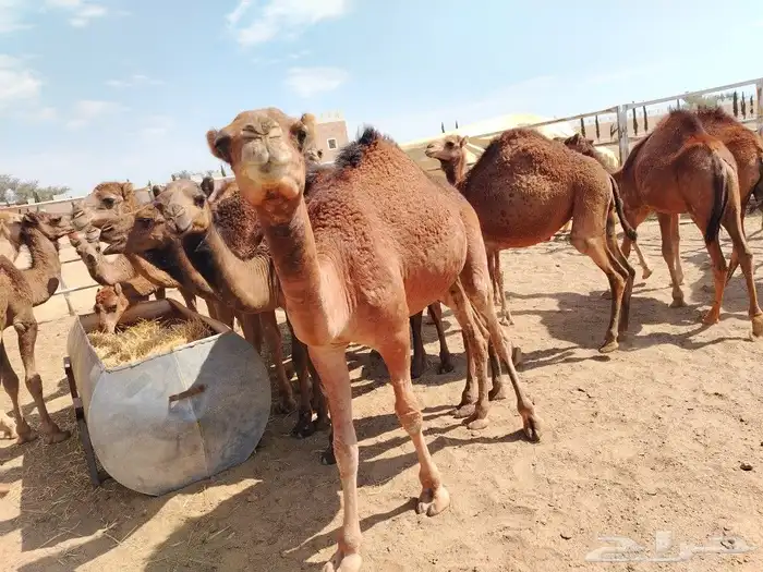 حشوان بلدي فواخر 12