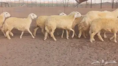 رخال حريات حرش صنف الصنف 4