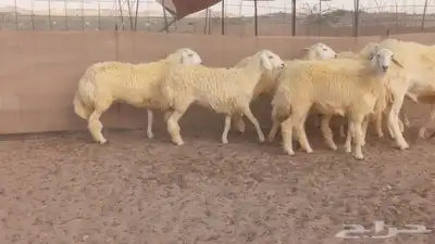 رخال حريات حرش صنف الصنف 5