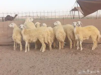 رخال حريات حرش صنف الصنف 2