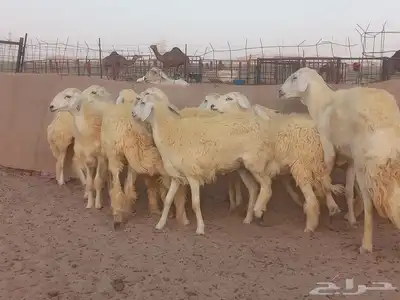 رخال حريات حرش صنف الصنف 1