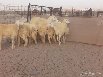 رخال حريات حرش صنف الصنف 3