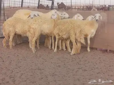 رخال حريات حرش صنف الصنف 0