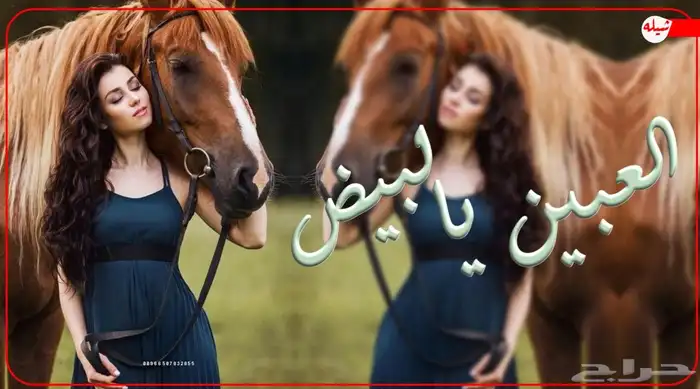 استديو احلام الطرب تنفيذ شيلات 6