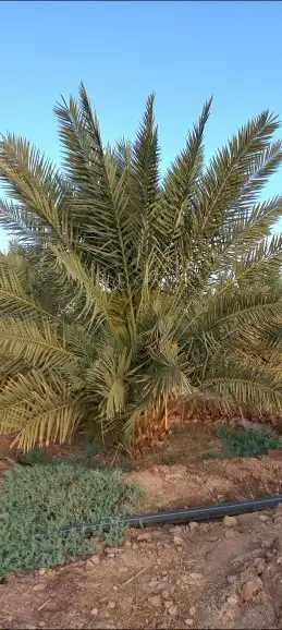 مزرعة للإجار السنوي 5