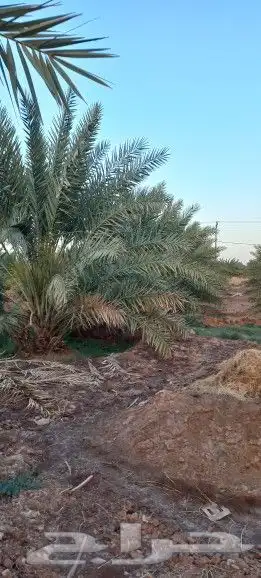 مزرعة للإجار السنوي 9