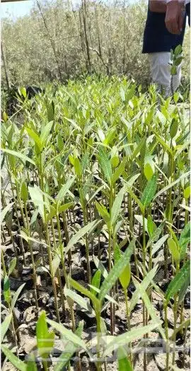 شتلات مانجروف 3