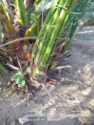 فسايل النخيل طيبه وسعر مناسب 1