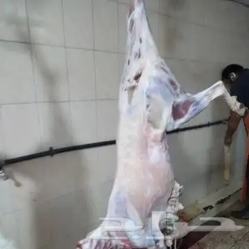 مزرعة ومراح حلال_الديرة لبيع_الذبايح مع خدمةالذبح والتوصيل 2