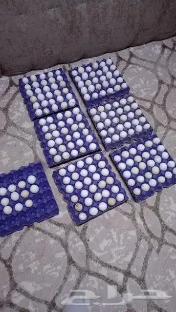 بيض دجاج بلدي مشكل مع فيومي و تركي 3