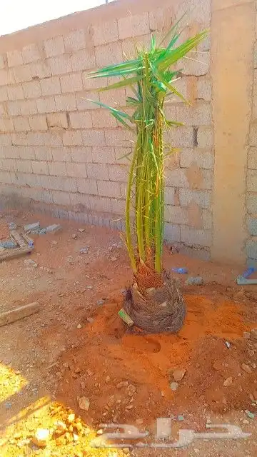 نخيل جوده عاليه 1