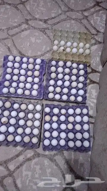 بيض دجاج بلدي مشكل مع فيومي و تركي 0
