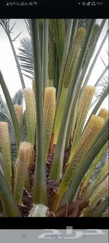 يوجد لدينا لقاح النخيل 3