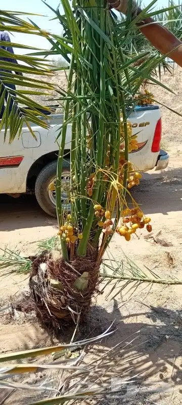 توريد نخيل 1