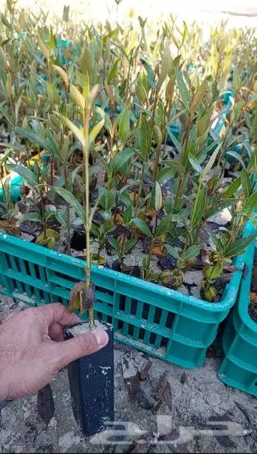 شتلات مانجروف 1