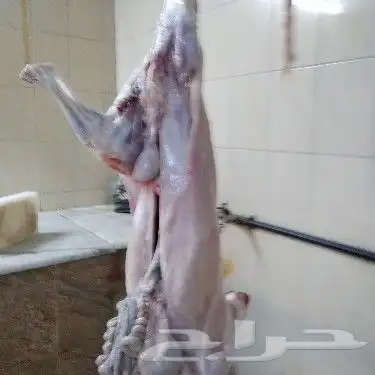 مزرعة ومراح حلال_الديرة لبيع_الذبايح مع خدمةالذبح والتوصيل 9