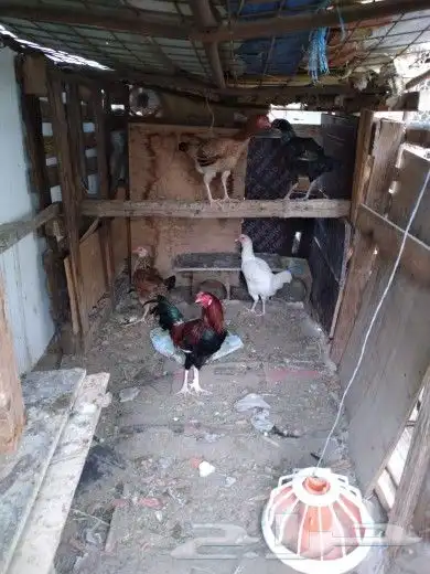 دجاج باكستاني ابغى بدلها بدجاج بلدي 3