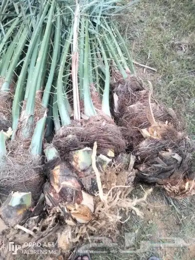 فسايل النخيل طيبه وسعر مناسب 0