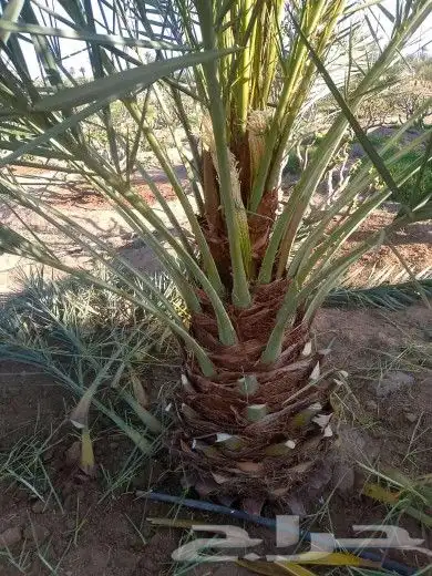 نخيل جوده عاليه 5