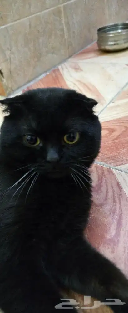 بسة سكوتش تريبل فولد ذكر للزواج أو للبيع 0